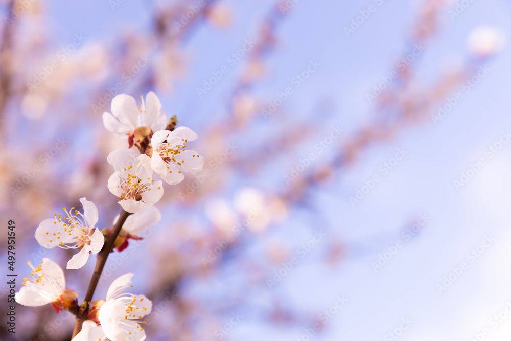 Beautiful branches of a flowering tree against a blue sky.Beautiful sakura flowers in the spring season in the park.texture of a floral pattern, natural background. Blossom trees. Macro. Beautiful branches of a flowering tree against a blue sky.Beautiful sakura flowers in the spring season in the park.texture of a floral pattern, natural background. Blossom trees. Macro.