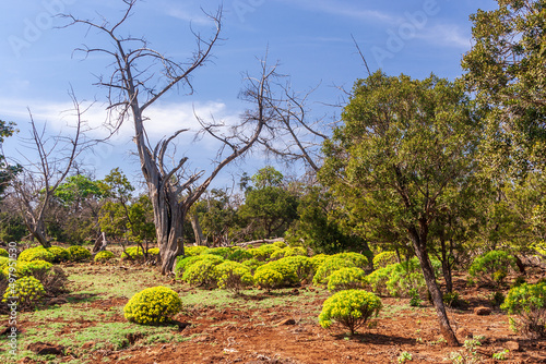Colorful day forest in Djibouti, Nature Reserve on a sunny day in East Africa
