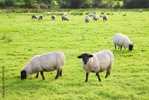 Typical wooly black and white irish sheep grazing on lush green pasture (Ireland)