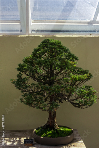 Japanese pine