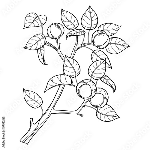 Branch of outline poisonous Manchineel tree or Hippomane mancinella in black isolated on white background.  photo