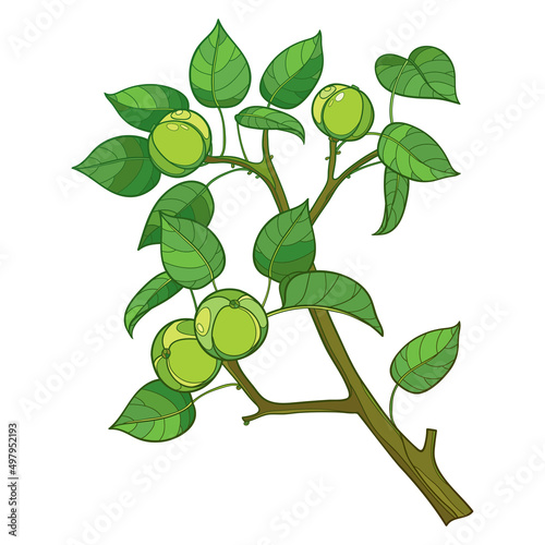 Branch of outline poisonous Manchineel tree with fruits and leaves isolated on white background.  photo