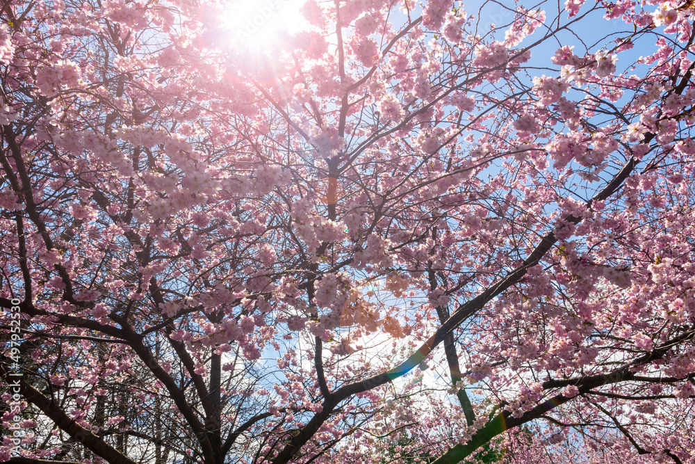 Sun rays through the Japanese flowering cherry tree 