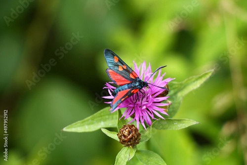 Red butterfly on pink flower