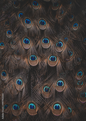 The Indian peafowl (Pavo cristatus), also known as the common peafowl, and blue peafowl, is a peafowl species native to the Indian subcontinent. It has been introduced to many other countries.