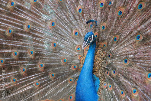 The Indian peafowl (Pavo cristatus), also known as the common peafowl, and blue peafowl, is a peafowl species native to the Indian subcontinent. It has been introduced to many other countries.