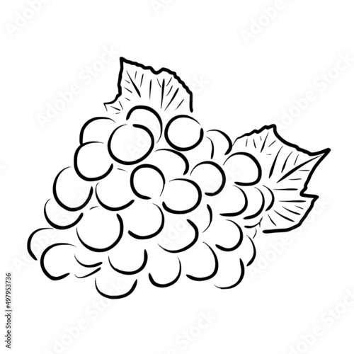 grapes simple line sketch with black line style