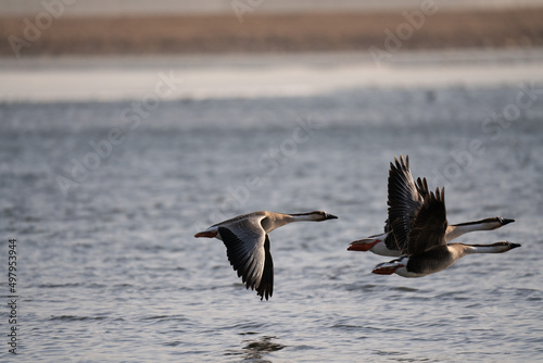 When winter comes, geese forage freely, swim and fly in groups in the river. © 志博 王