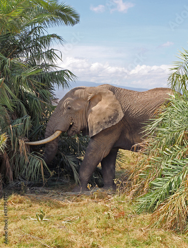 Wild African elephant in nature