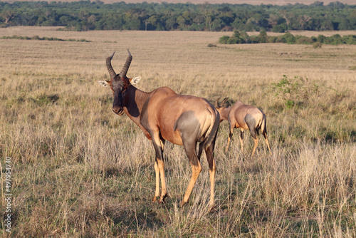 African antelope korrigum (Damaliscus lunatus)