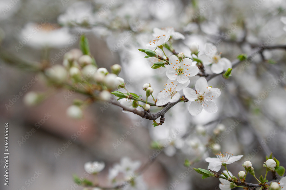 Blooming fruit tree on a blurred natural background.  Natural background