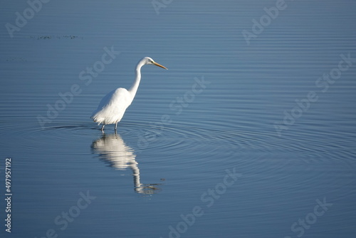 A reflection shot of a great white egret wading through a lake.   © Nigel