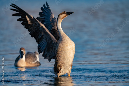Fotografia, Obraz When winter comes, geese forage freely, swim and fly in groups in the river