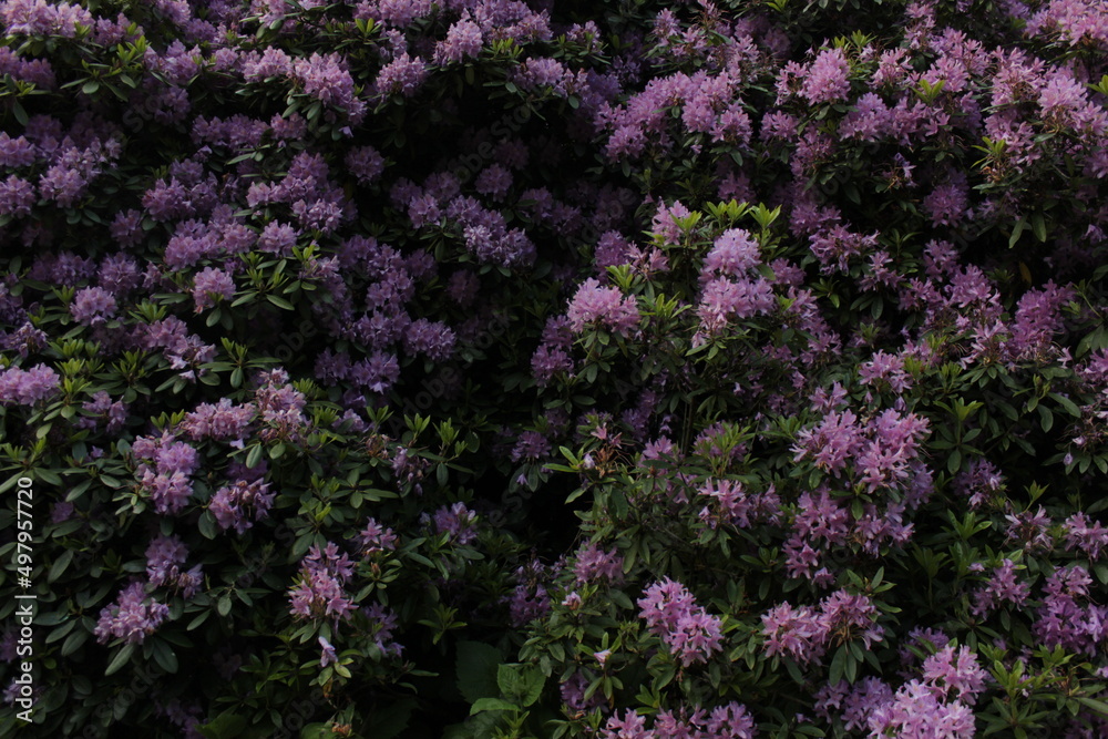 A bush with violet blooms