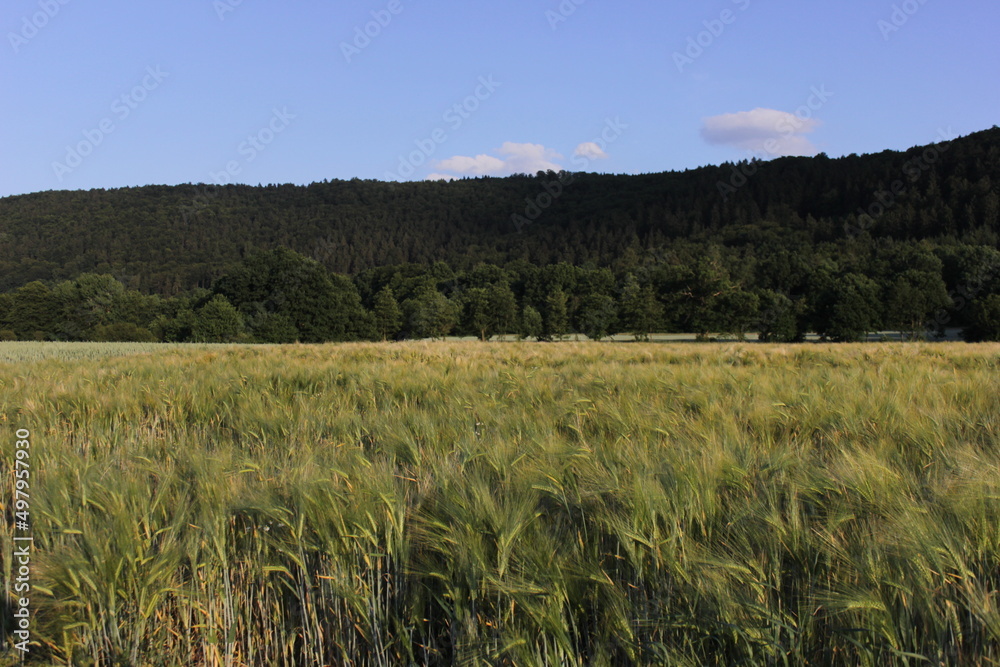 A wheat field on sunny day with a mountain foprest in the background