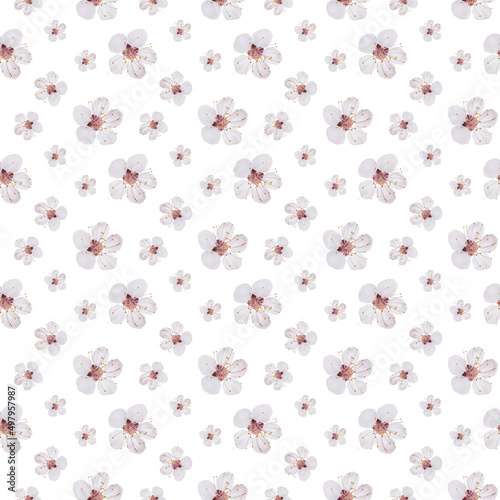 Repeating fresh spring flowers of apricot tree.
