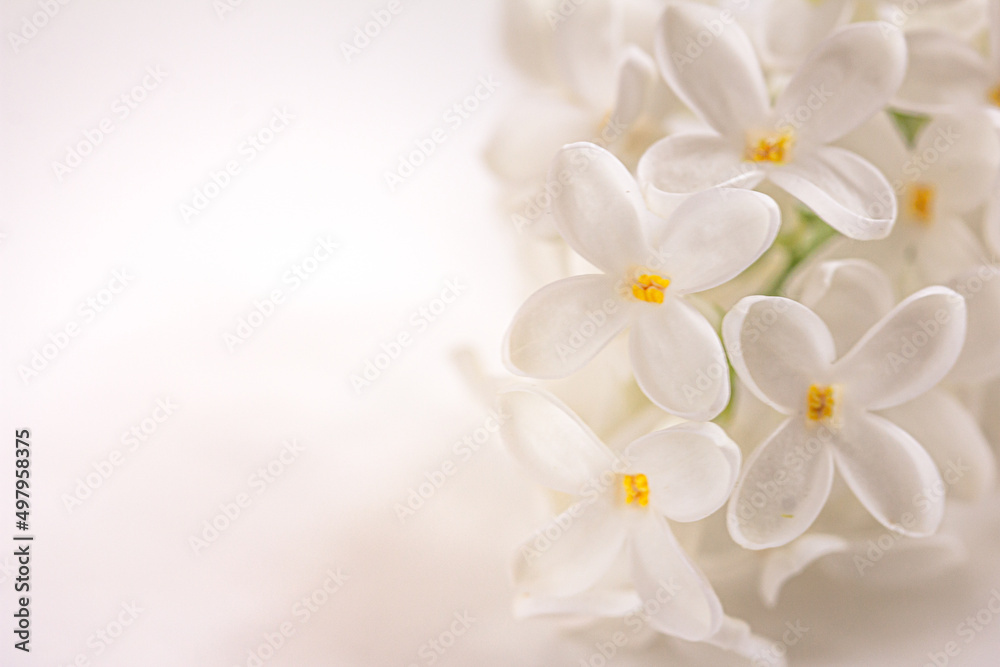 White Lilac flower background.  White floral background, mock up, copy space left