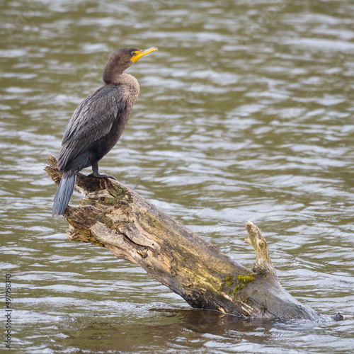 Double crested Cormorant standing on diagonal log in pond