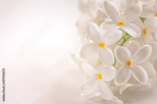 White Lilac flower background. White floral background, mock up, copy space left
