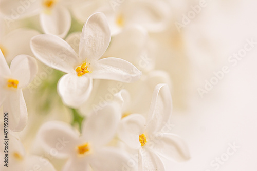 White Lilac flower background. White floral background, mock up, copy space right