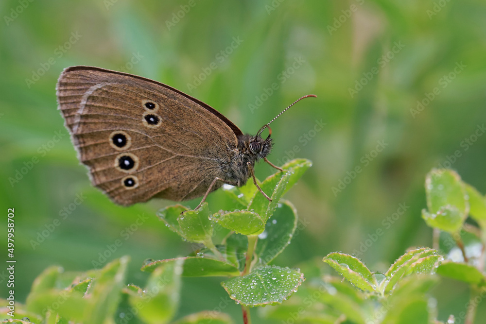 A butterfly (Aphantopus hyperantus) sits on the grass covered with dew drops.
In the morning it is cool and the butterflies are sedentary.
A butterfly (Aphantopus hyperantus) sits on the grass covered with dew drops.
In the morning it is cool and the butterflies are sedentary.