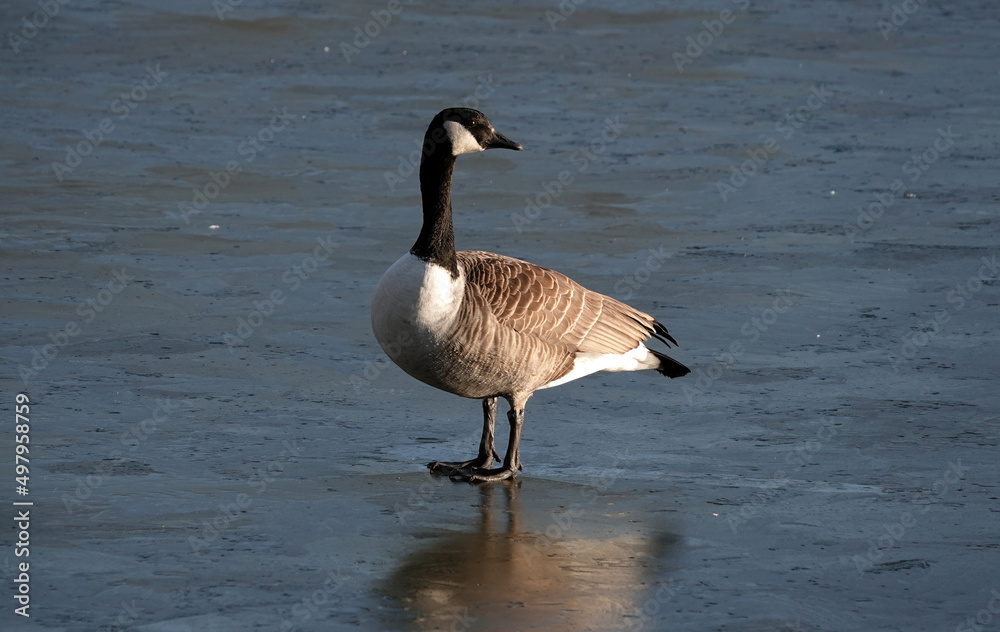 A Canada goose standing on the surface of a frozen lake in winter and looking behind. A Canada goose standing on the surface of a frozen lake in winter and looking behind.