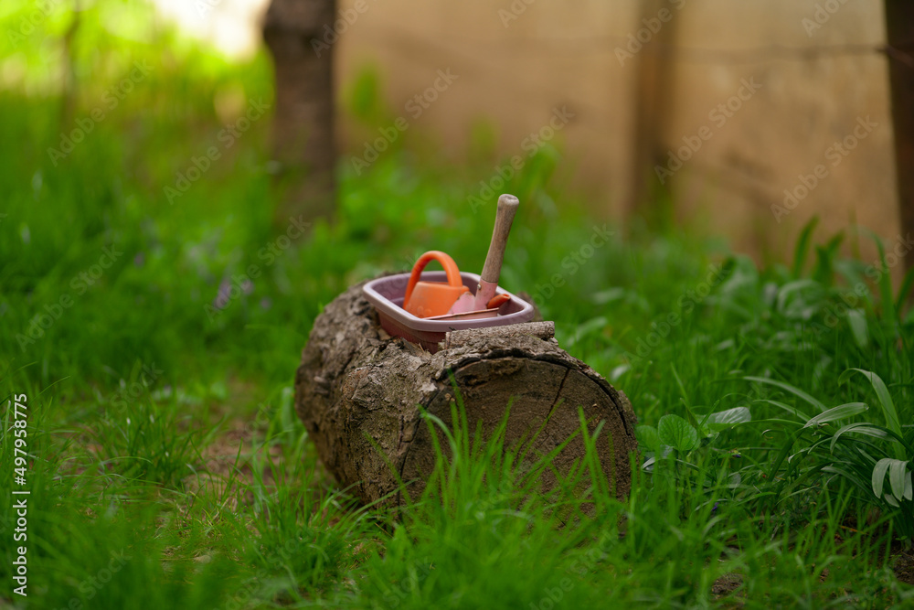 Obraz premium trunk tree in the garden