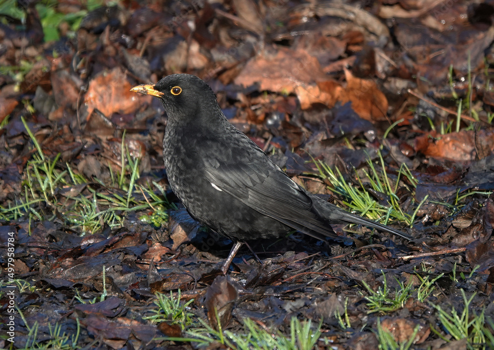 A male blackbird perching on wet ground in winter. A male blackbird perching on wet ground in winter.