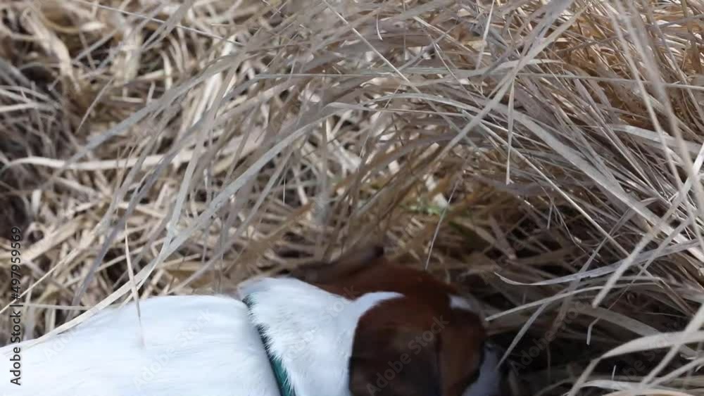 cute jack russell terrier looking for an animal in the dry grass, in training cute jack russell terrier looking for an animal in the dry grass, in training