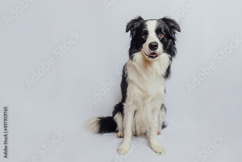 Cute puppy dog border collie with funny face sitting isolated on white background. Cute pet dog. Pet animal life concept