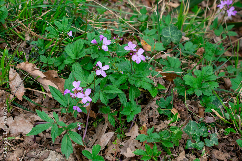 Wildflowers of the Caucasus. The first spring flowers in the Caucasian forests. Wild flowers of mountains and forests. Wildflowers of the Caucasus. The first spring flowers in the Caucasian forests. Wild flowers of mountains and forests.
