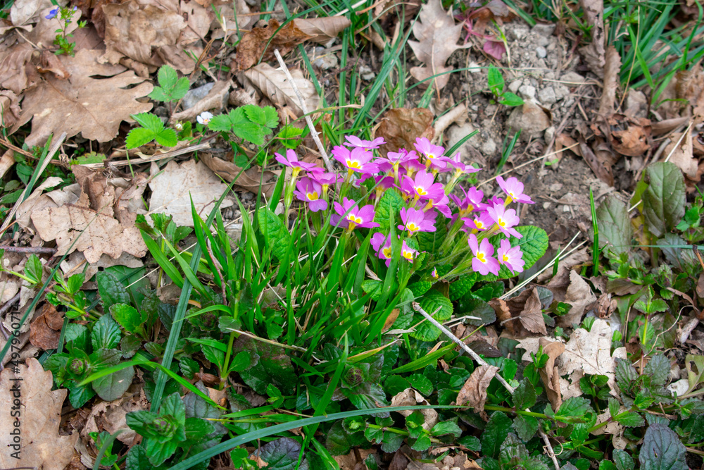 Wildflowers of the Caucasus. The first spring flowers in the Caucasian forests. Wild flowers of mountains and forests. Wildflowers of the Caucasus. The first spring flowers in the Caucasian forests. Wild flowers of mountains and forests.