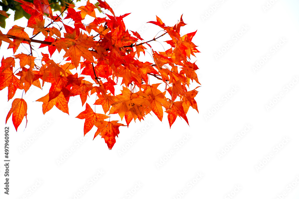red maple leaves
