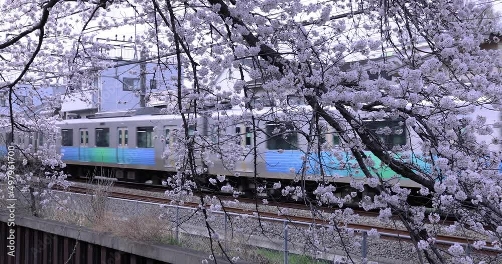 Cherry blossom and passing train on the railway cloudy day Cherry blossom and passing train on the railway cloudy day
