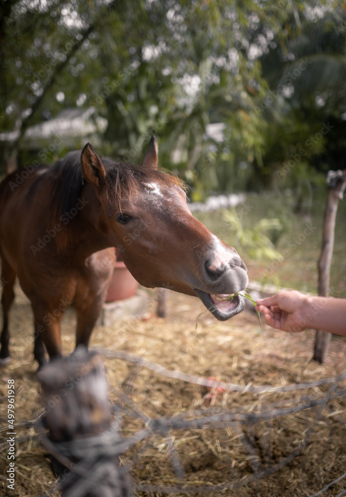 A brown horse is opening his mouth to take some food from an unrecognizable young man's hand A brown horse is opening his mouth to take some food from an unrecognizable young man's hand