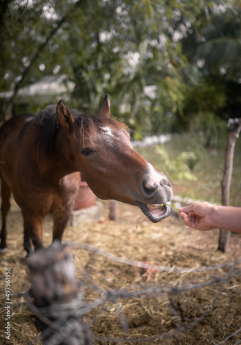 A brown horse is opening his mouth to take some food from an unrecognizable young man's hand