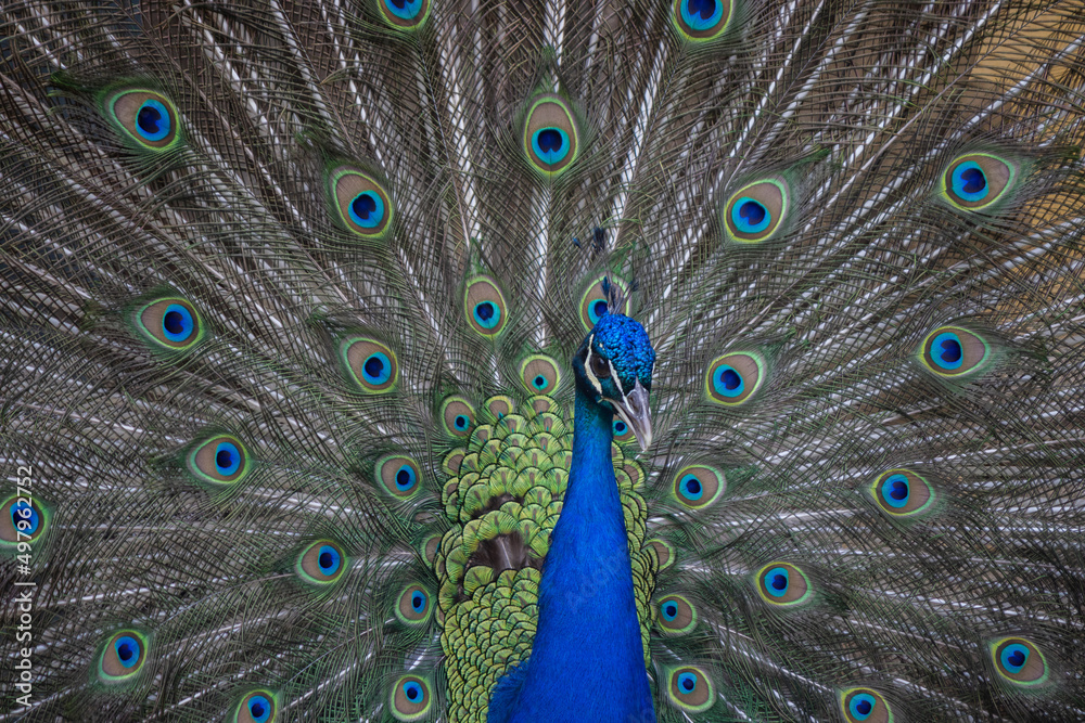 Obraz premium peacock feather close up