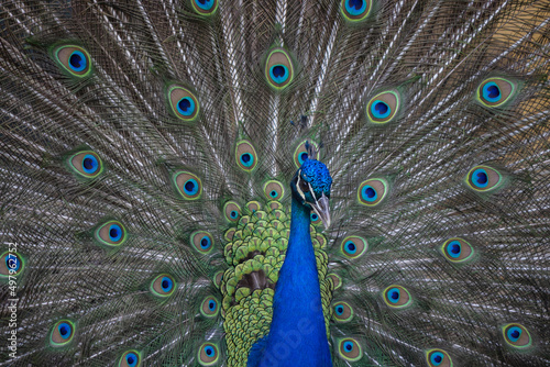 peacock feather close up
