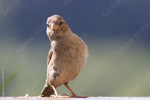 sparrow on a frence