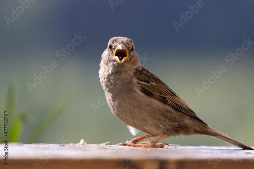 sparrow on a frence