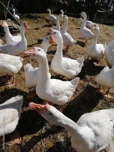 a flock of white geese on a farm on a sunny spring day.