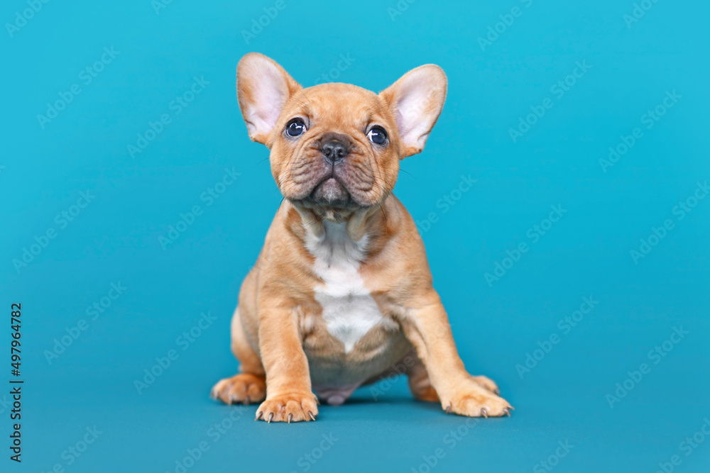 Red fawn French Bulldog dog puppy on blue background