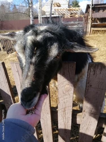 a woman's hand feeds a black funny goat on an animal farm on a sunny spring day 