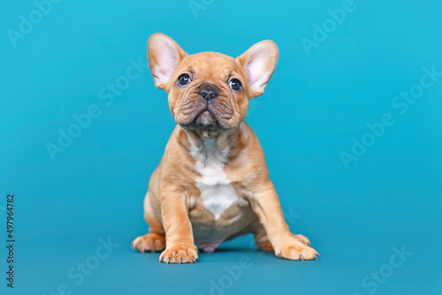Red fawn French Bulldog dog puppy on blue background © Firn