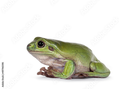 Green tree frog aka Ranoidea caerulea, sitting side ways. Looking away from camera. Isolated on a white background.