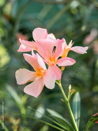 Close up detail with Nerium oleander commonly known as oleander or nerium flower in the garden.