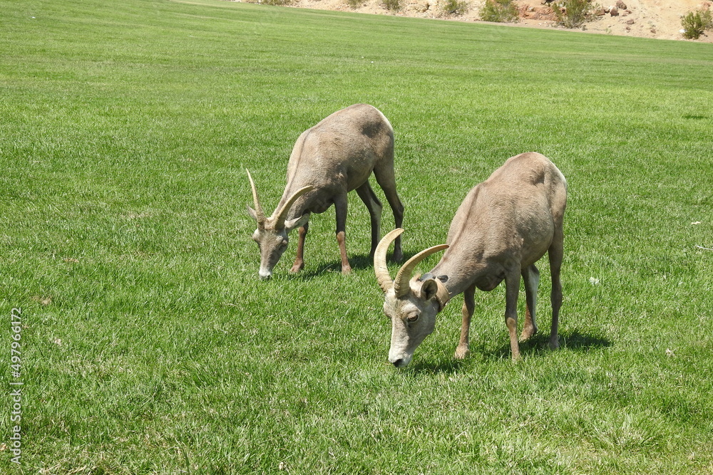 Fototapeta premium Wild desert bighorn sheep feeding on the grass in Hemenway Park, Boulder City, Nevada.