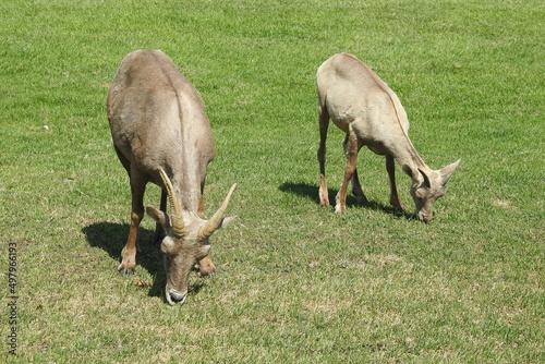Φωτογραφία Wild desert bighorn sheep feeding on the grass in Hemenway Park, Boulder City, Nevada