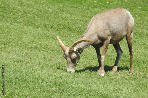 Wild desert bighorn sheep feeding on the grass in Hemenway Park, Boulder City, Nevada.