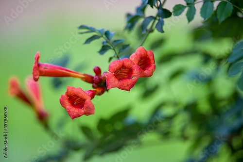 The beautiful Lingxiao flowers are blooming